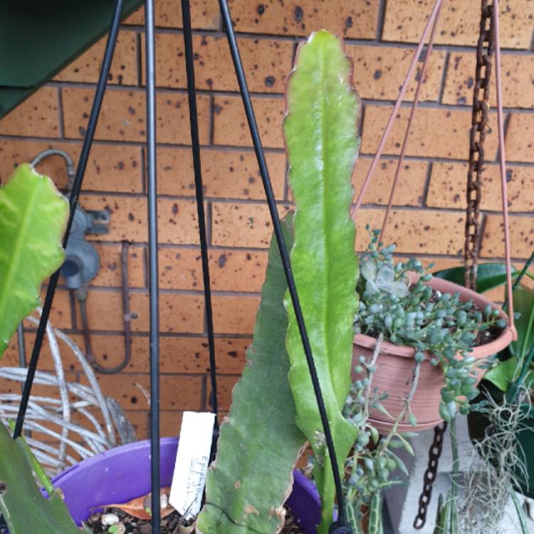 plant image 1574163