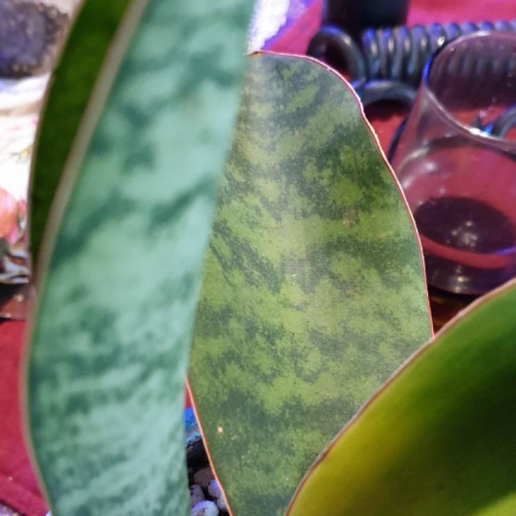 plant image 1574164