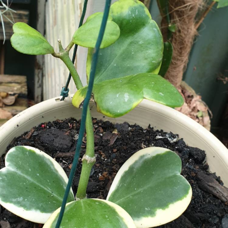 plant image 1574165 plant image 1574165