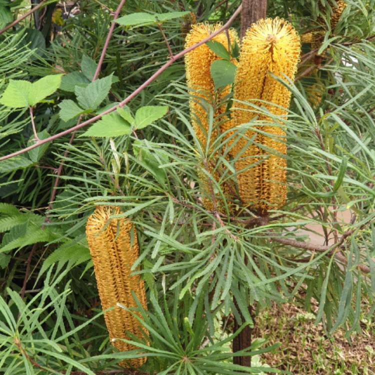 plant image 1574279 plant image 1574279