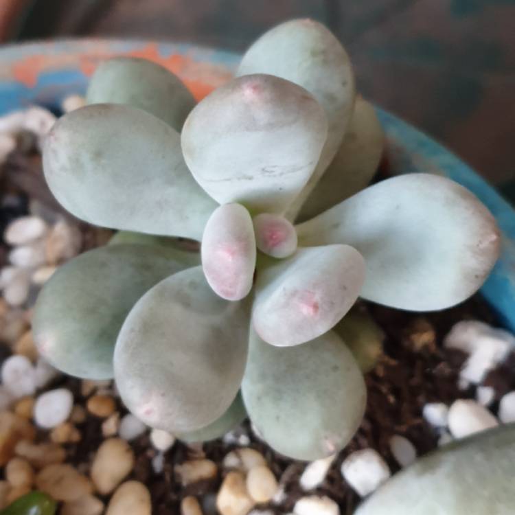Plant image Pachyphytum Blue Haze