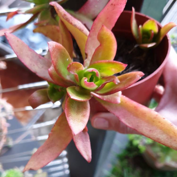 plant image 1577903