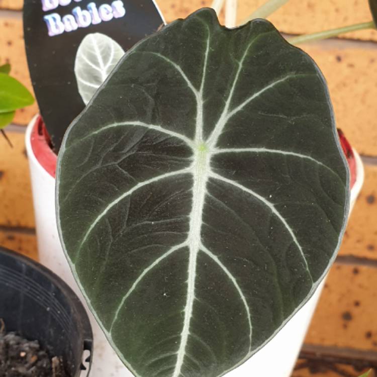 Plant image Alocasia ‘Black Velvet'
