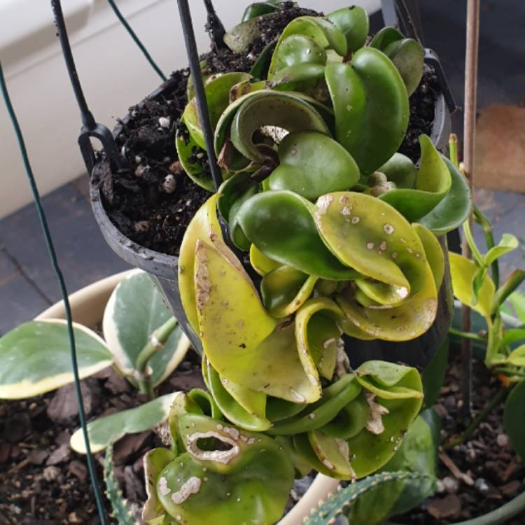 plant image 1583700