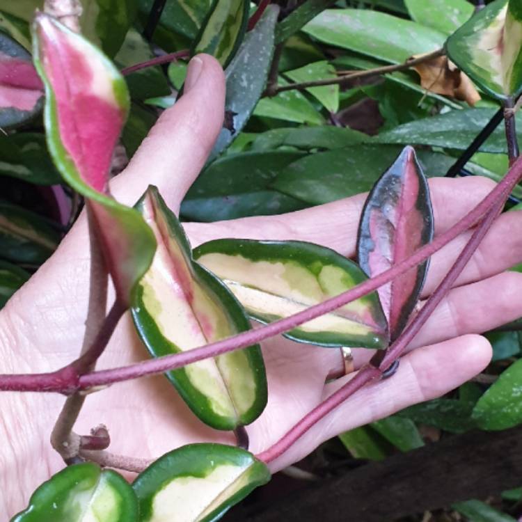 plant image 1590028