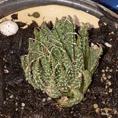 Aristaloe Aristata