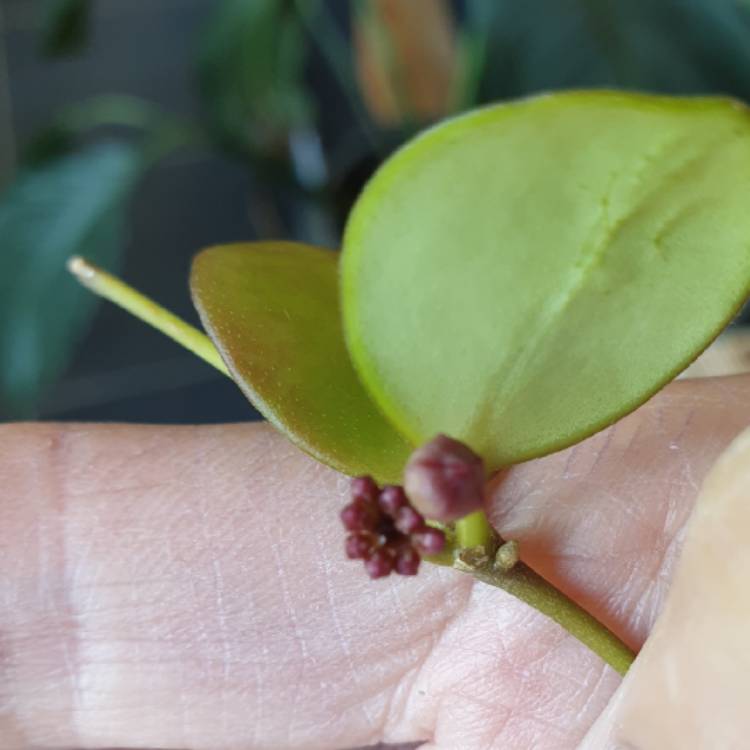 plant image 1594065 plant image 1594065