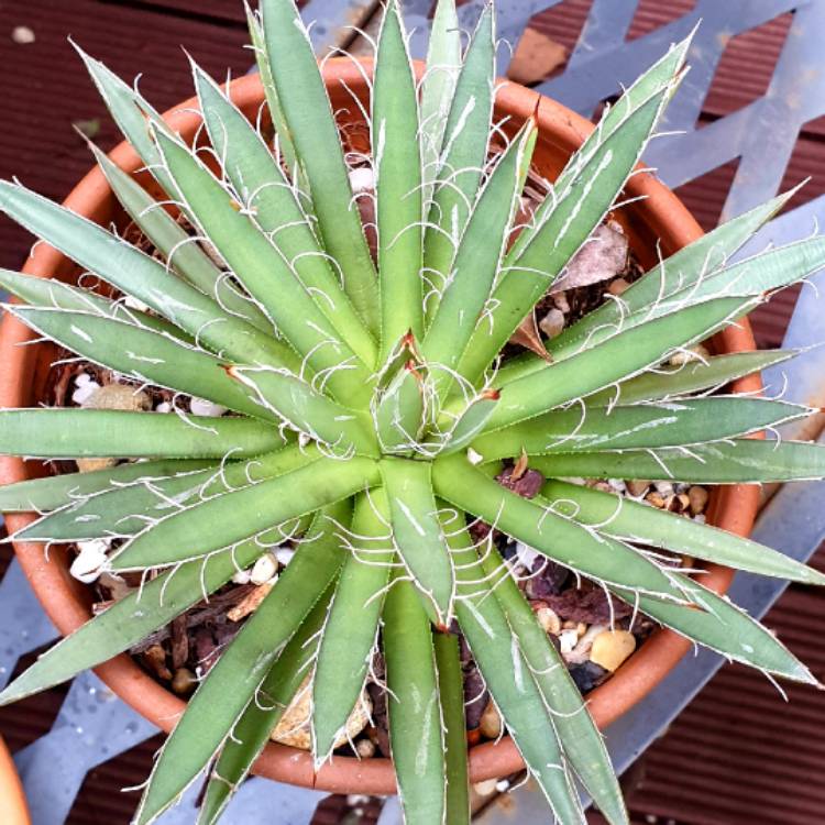 plant image 1595503