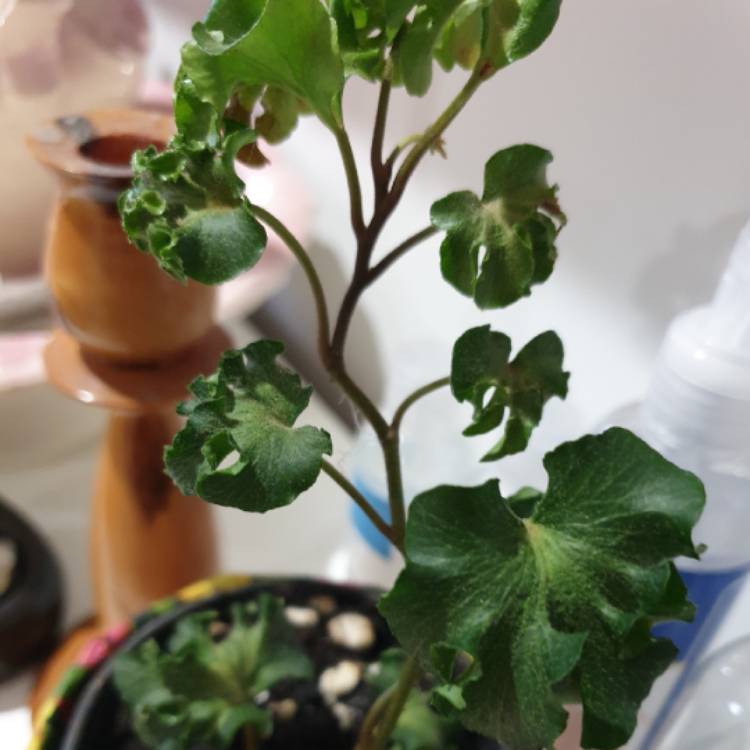 plant image 1595802