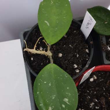Hoya Obovata