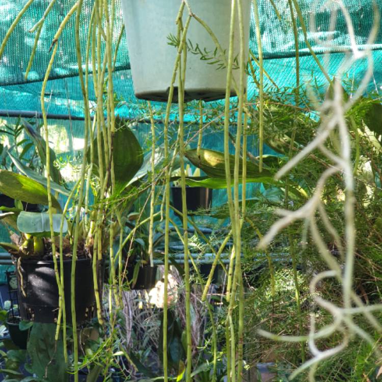 plant image 1601734 plant image 1601734