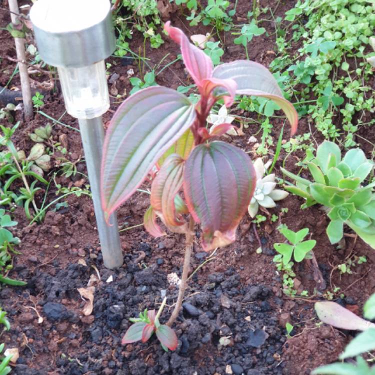 plant image 1602128