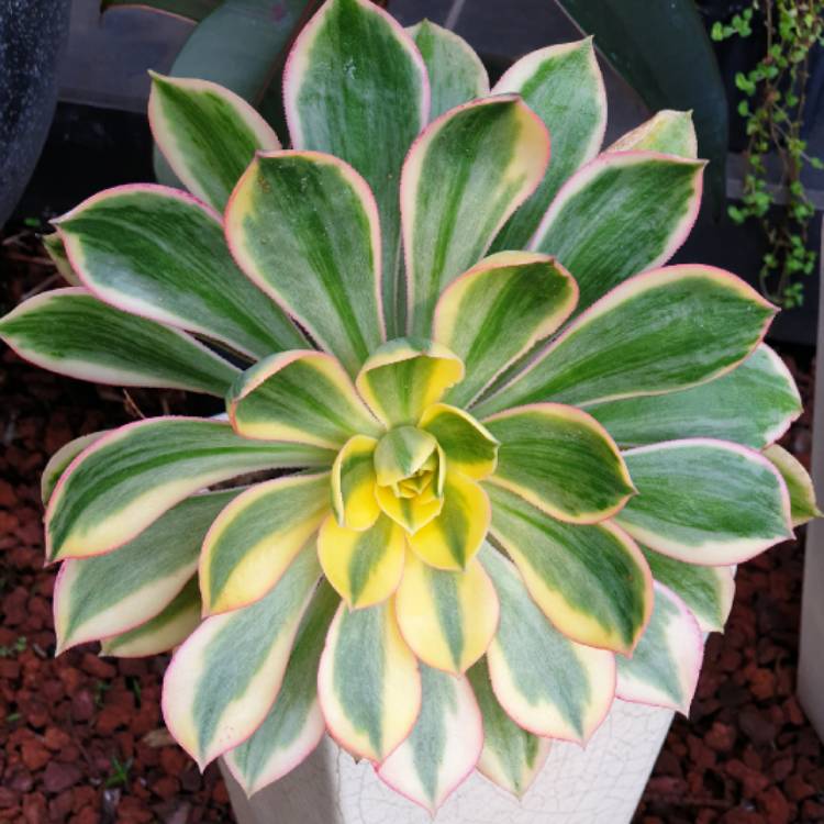 plant image 1609615 plant image 1609615