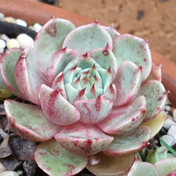 plant image 1618361 plant image 1618361