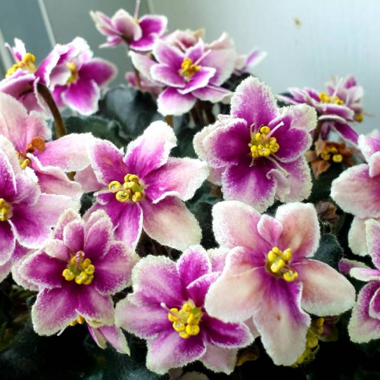 Plant image Streptocarpus sect. Saintpaulia 'Rob's Boondoggle' syn. Saintpaulia 'Rob's Boondoggle'