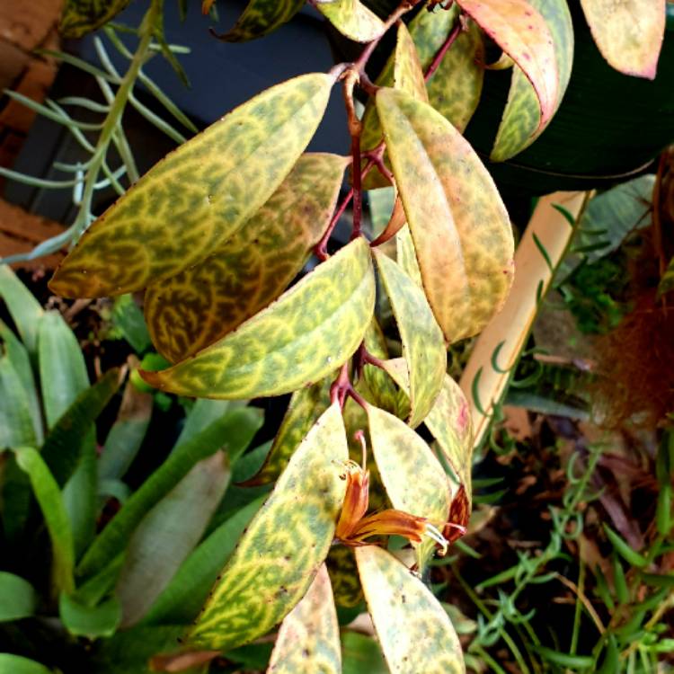 plant image 1621141 plant image 1621141