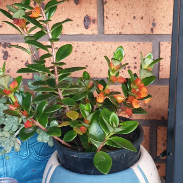plant image 1626355 plant image 1626355