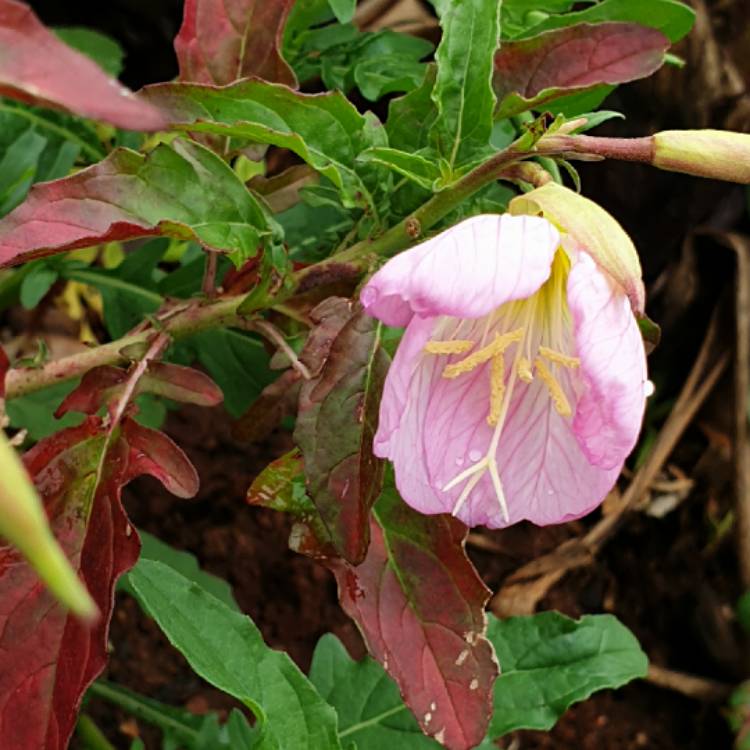 Plant image Oenothera speciosa
