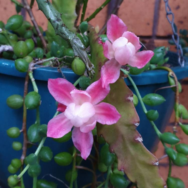 Plant image Disocactus phyllanthoides german empress