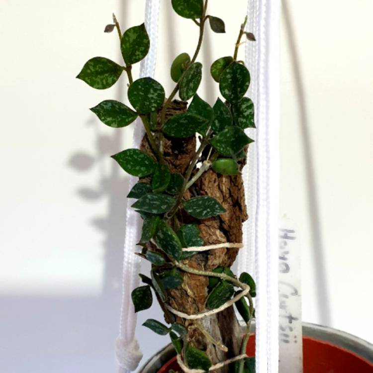 plant image 1634810