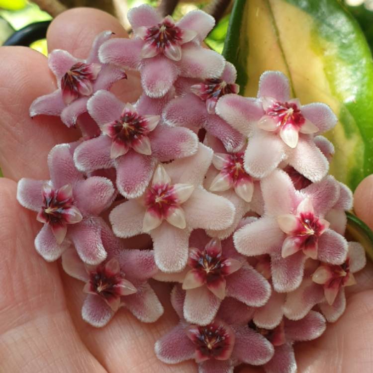 plant image 1639795