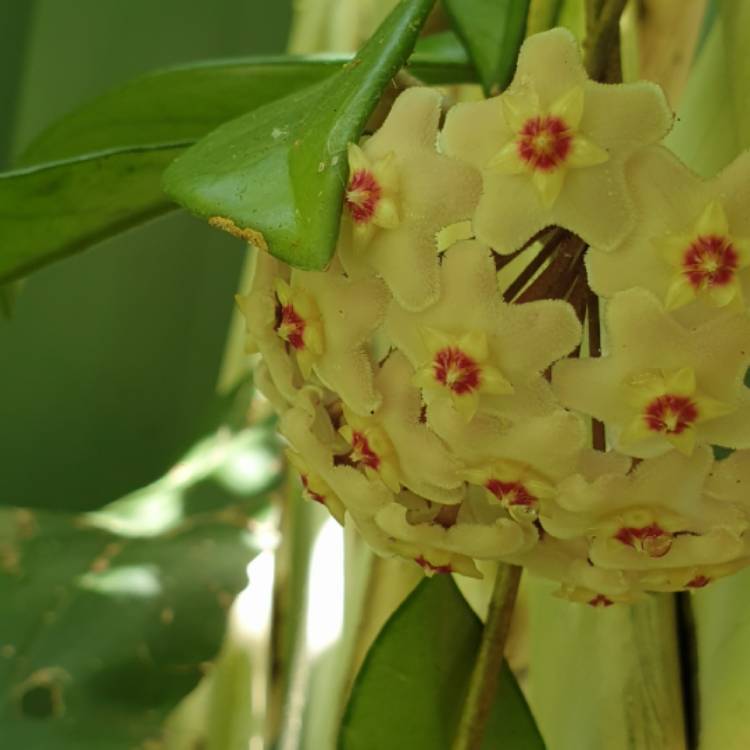 plant image 1639802 plant image 1639802