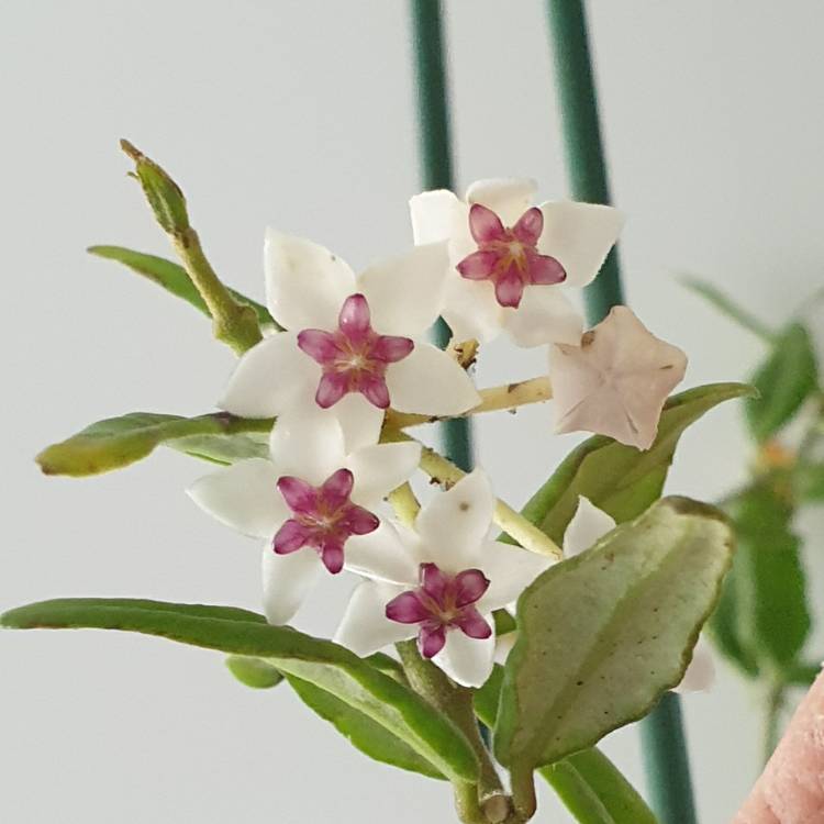 plant image 1639853 plant image 1639853