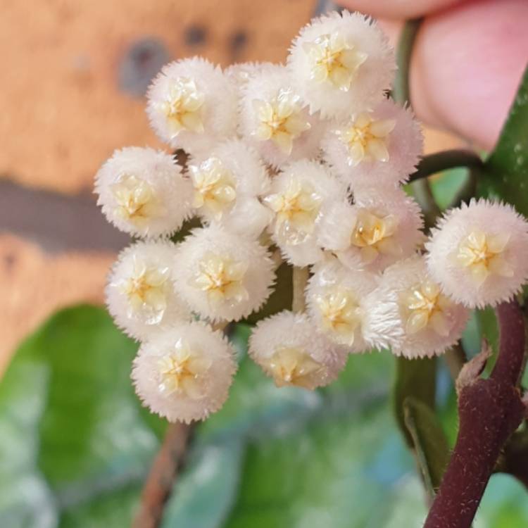 plant image 1640332 plant image 1640332