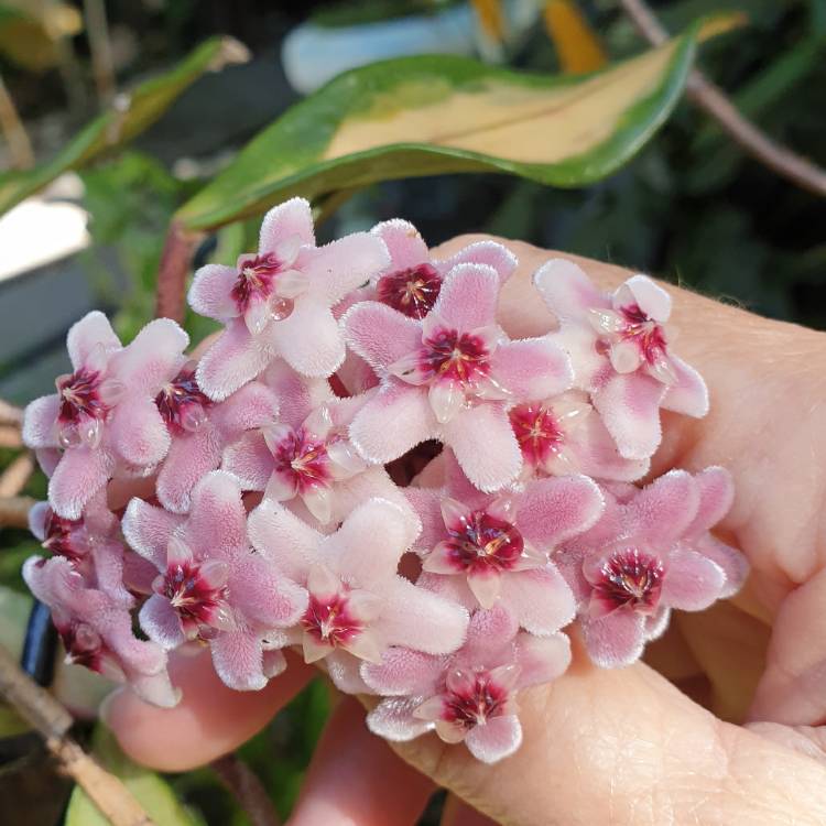 plant image 1640339
