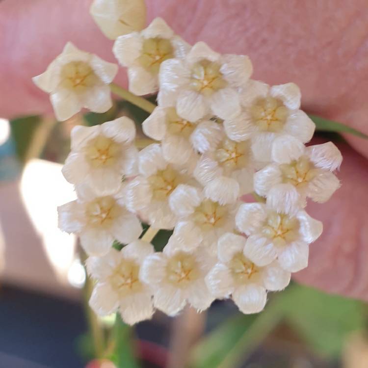 plant image 1640720 plant image 1640720