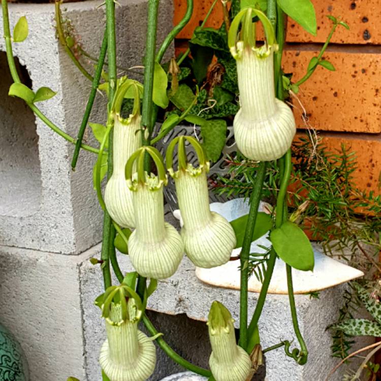 plant image 1642221 plant image 1642221