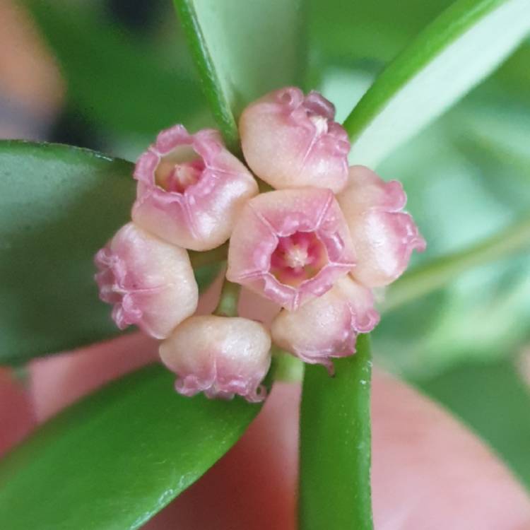 Plant image Hoya heuschkeliana