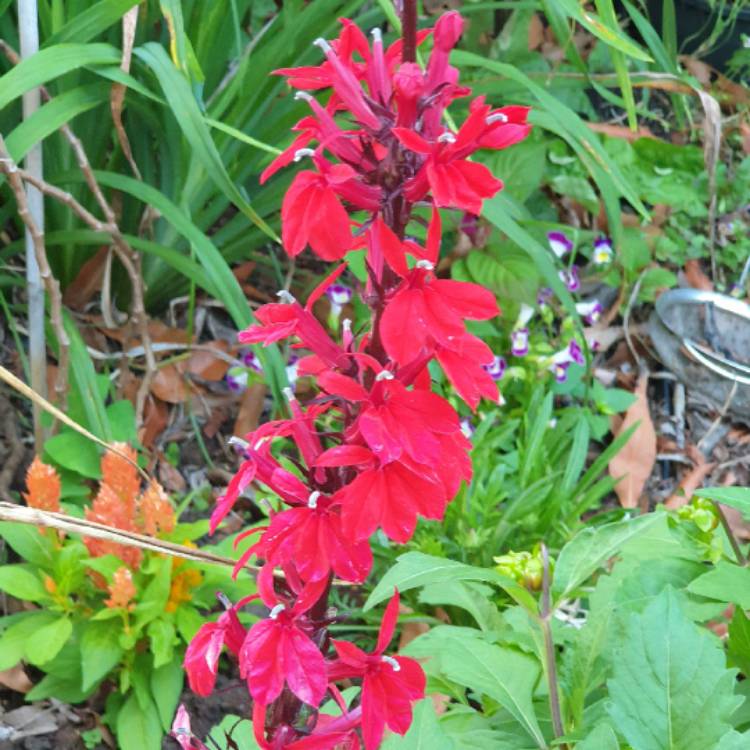 Lobelia Cardinalis syn.Lobelia fulgens ; Lobelia splendens, Cardinal ...