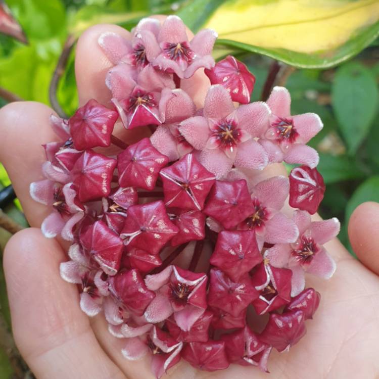 plant image 1645974