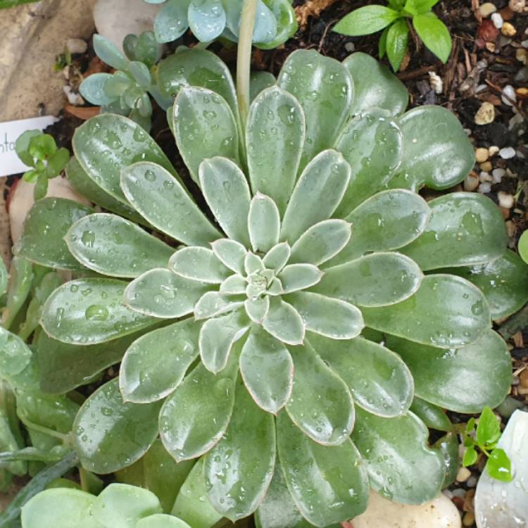 plant image 1646778 plant image 1646778