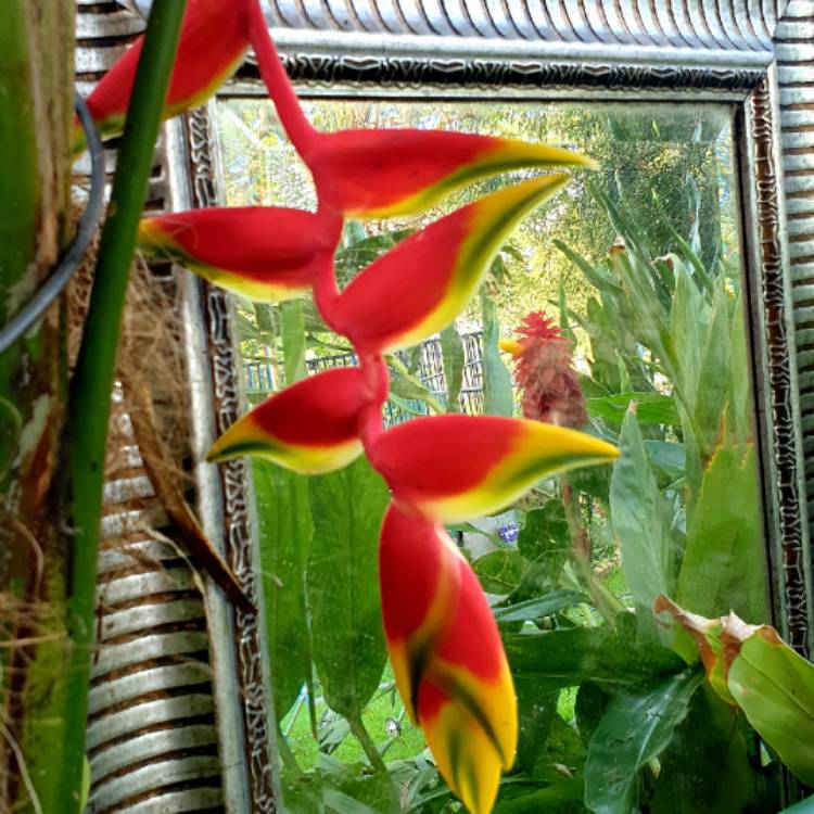 plant image 1647443 plant image 1647443