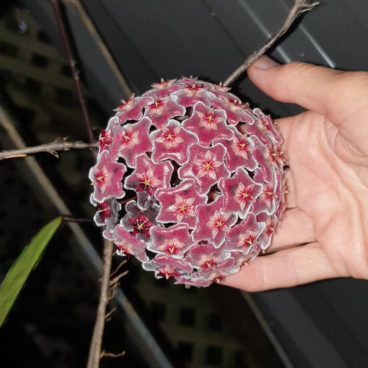 plant image 1647445 plant image 1647445