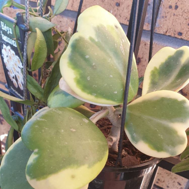 plant image 1647953 plant image 1647953