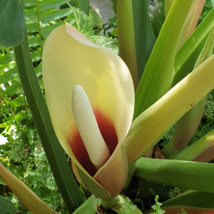 plant image 1648038 plant image 1648038