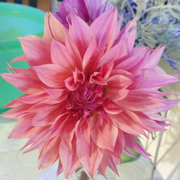 Plant image Dahlia 'Penhill Watermelon'