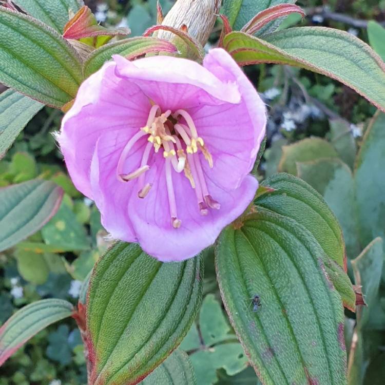 plant image 1649706