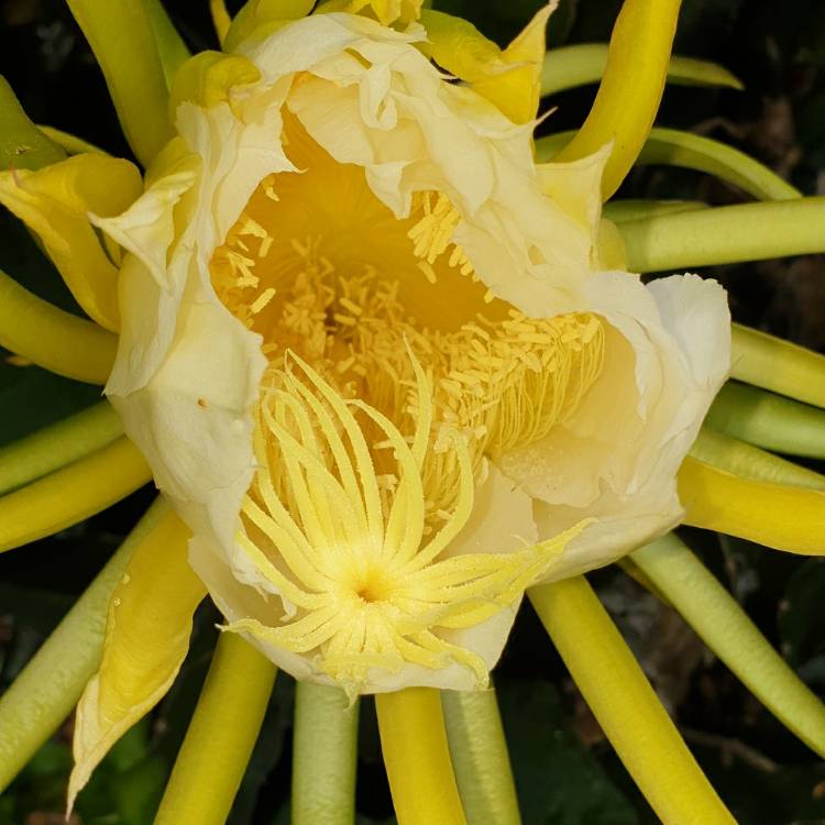 Plant image Hylocereus undatus