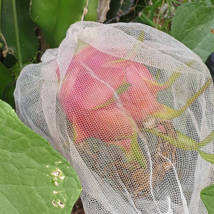 Plant image Hylocereus undatus