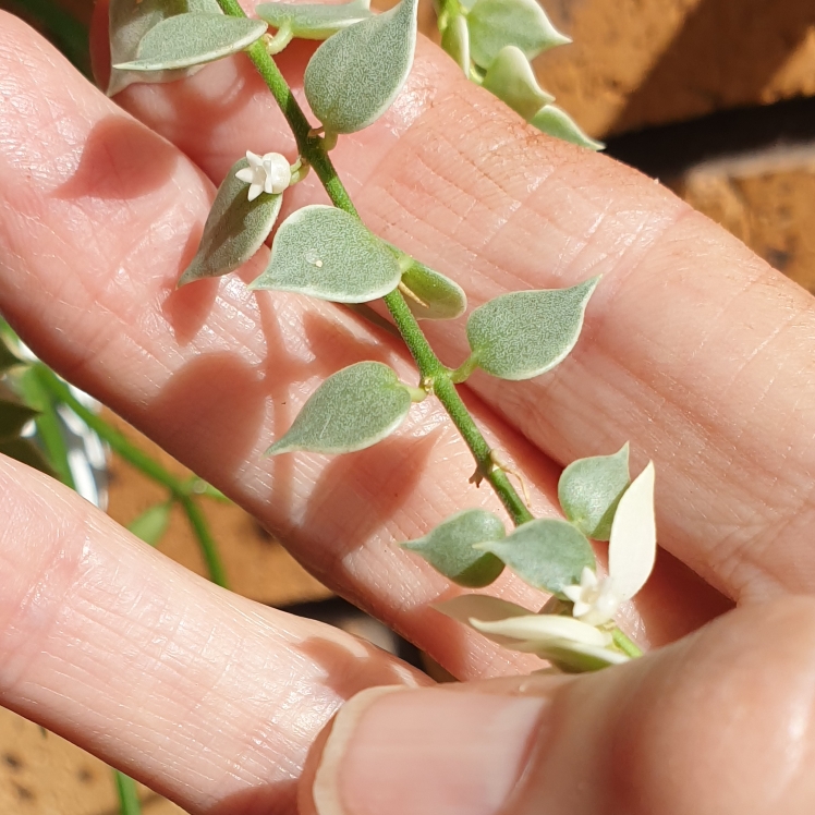 plant image 1659675