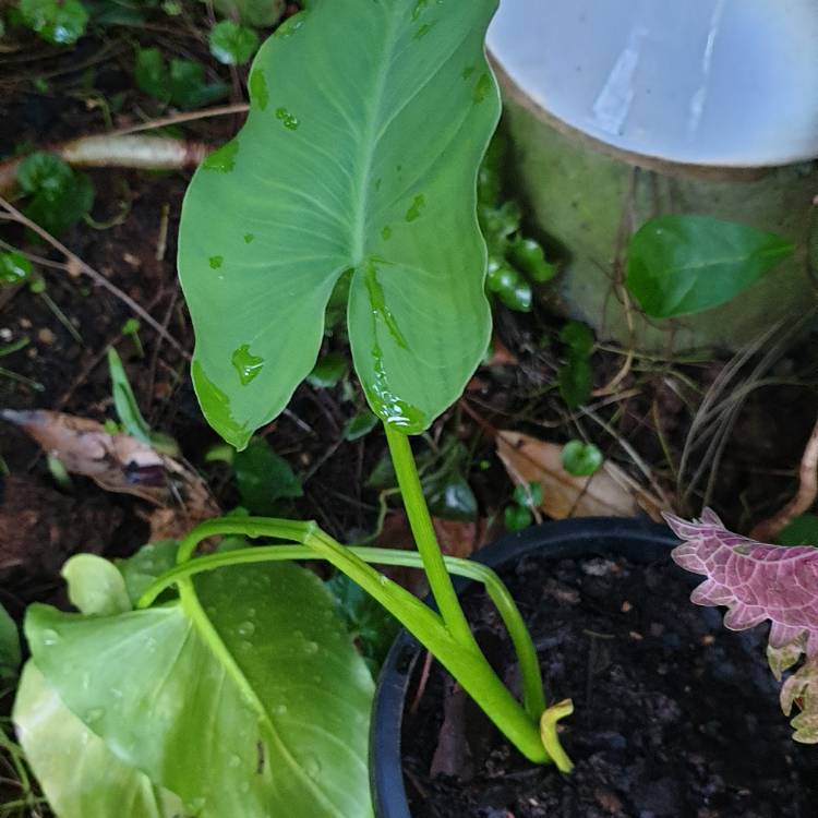 Plant image Zantedeschia aethiopica 'Green Goddess'