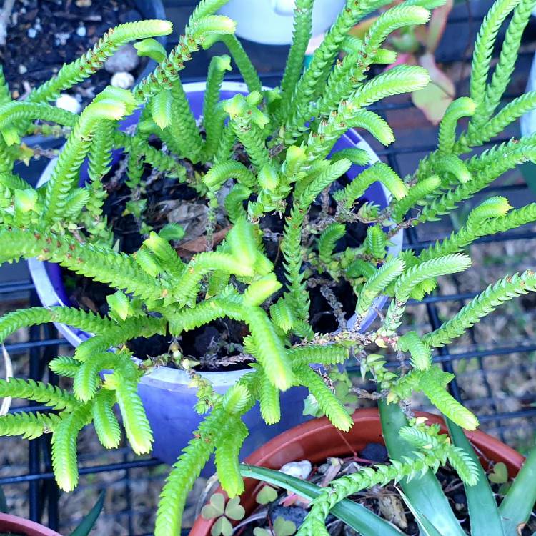 plant image 1665961