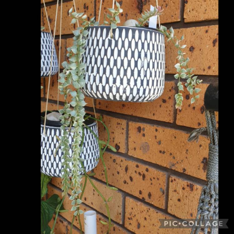 plant image 1667241