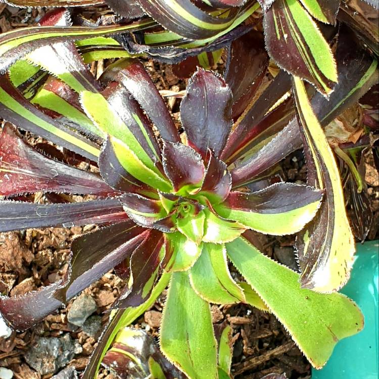 plant image 1668491 plant image 1668491