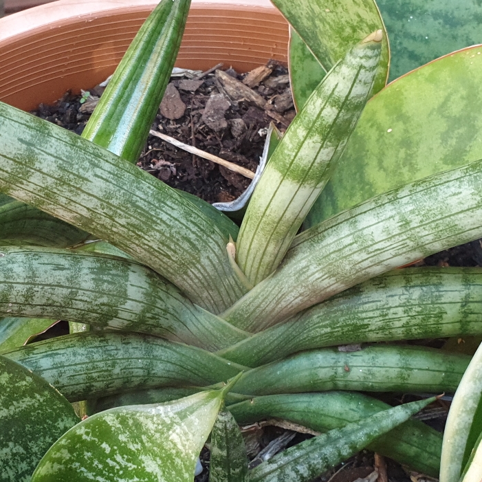 plant image 1672020 plant image 1672020