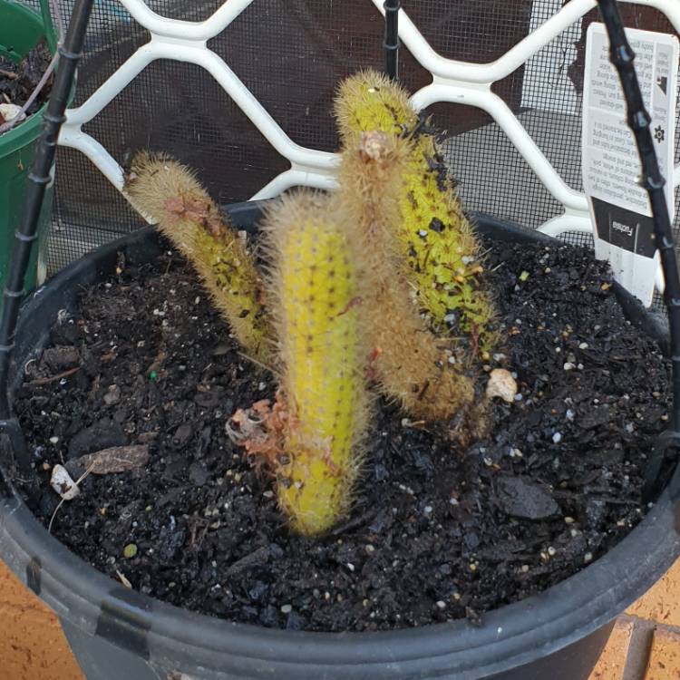 plant image 1685971